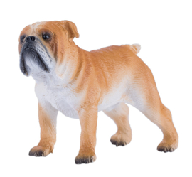 MOJO Engelse bulldog 