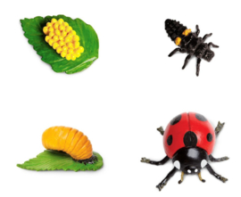 levenscyclus lieveheersbeestje