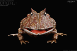 REBOR Beelzebufo cornuta 1:2