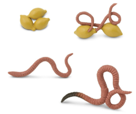 levenscyclus regenworm