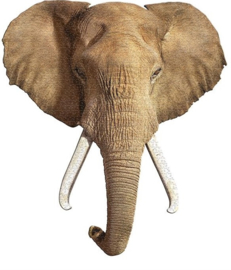 I AM olifant 700 st