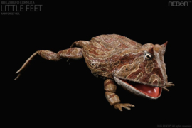 REBOR Beelzebufo cornuta 1:2