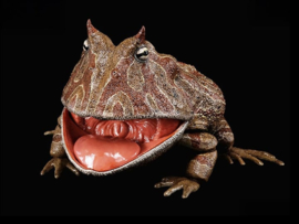 REBOR Beelzebufo cornuta 1:2