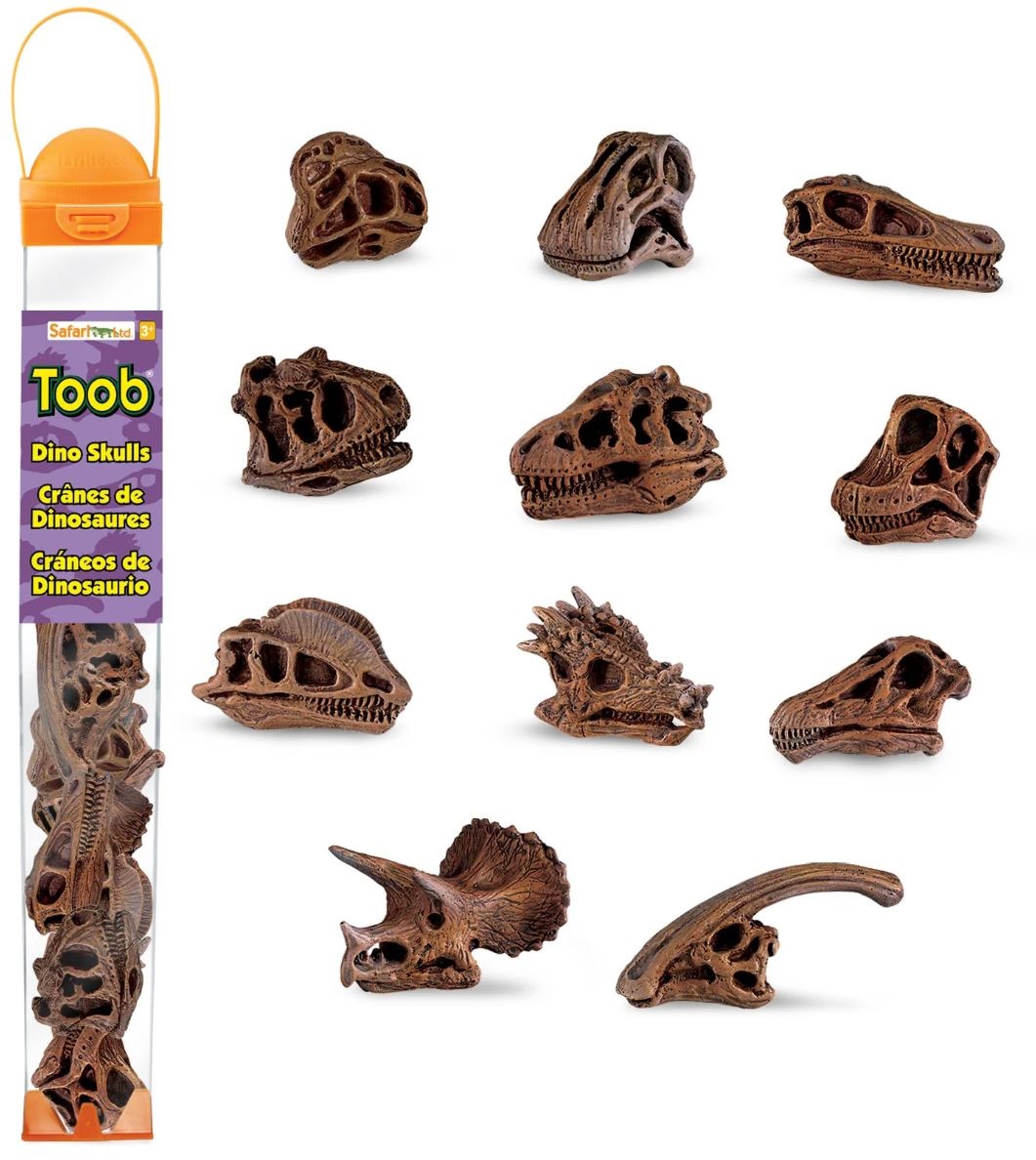 Tube schedels dinos S687404