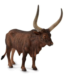 Ankole-watusi stier CO88648