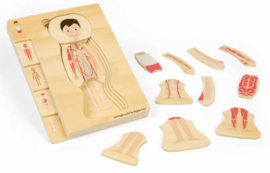 Anatomie puzzel jongen