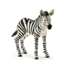 zebra veulen