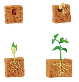 levenscyclus bonenplant