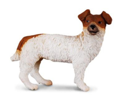 Jack Russell Terrier