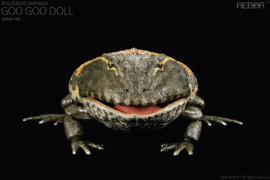 REBOR Beelzebufo ampinga 1:2