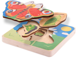 levenscyclus vlinder