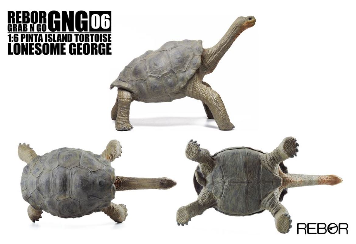 REBOR schildpad George