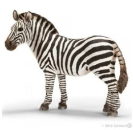 zebra merrie