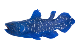 MOJO Coelacanth 