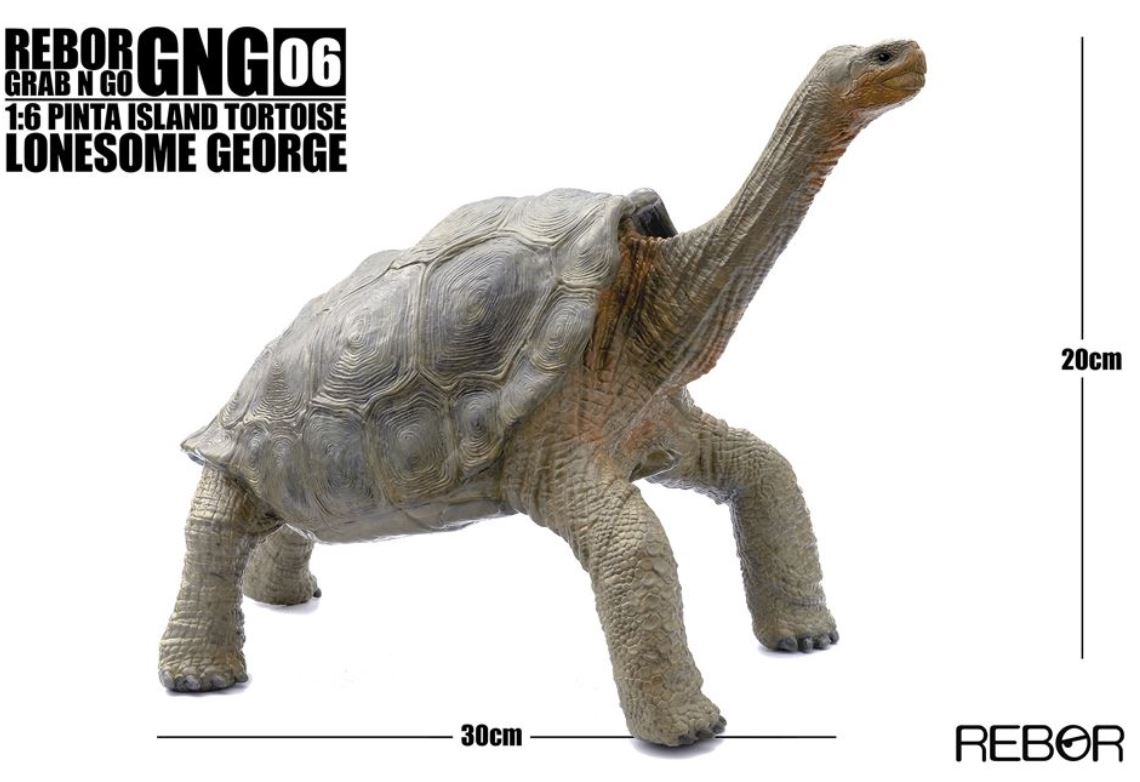 REBOR schildpad George