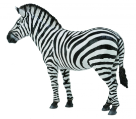 Common zebra Collecta 88830