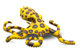 blauwgeringde octopus 67510