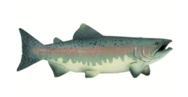 Zalm XL SA