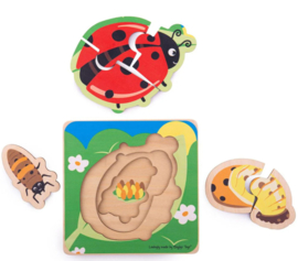 Levenscyclus lieveheersbeestje