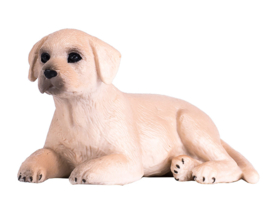 MOJO labrador puppy