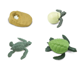 levenscyclus zeeschildpad