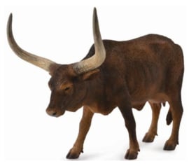 Ankole-watusi koe CO88649