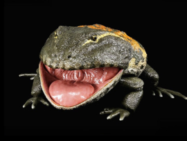 REBOR Beelzebufo ampinga 1:2