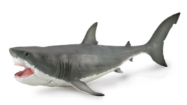 Megalodon CO88887