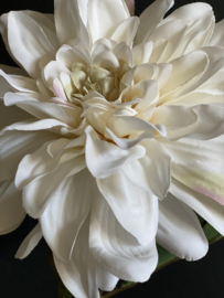 Chrysant Wit