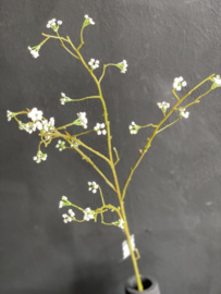 Springflower XL