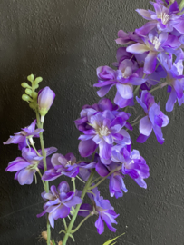 Delphinium Deep Purple