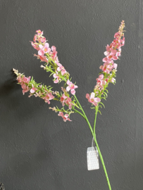 Wilde munt Roze/Pink