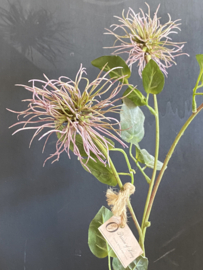 Xanthium Mauve  75