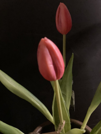 Tulpen Pink bosje 7 bloemen in knop