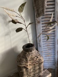 Tak Amaranthus Ivory