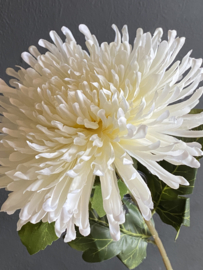 Chrysant Wit XL