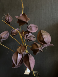 Lampion bloem Deep Purple Sale