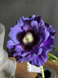 Anemoon Deep Bleu