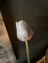 Tulp Mauve