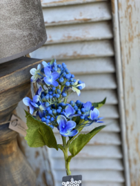 Hortensia takje blauw