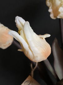 Sobere Tulp Cream