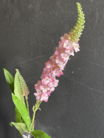 Veronica Pink