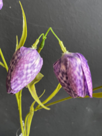 Kievitsbloem Purple