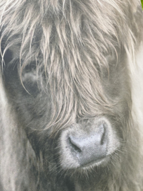 Tuinposter stoere Hooglander Jong