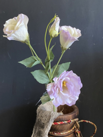 Lisianthus Purple 53