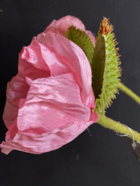Papaver pink/roze