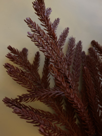 Fine Pine Red 60cm