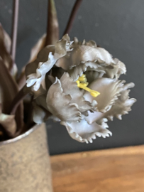 Tulpen grijs