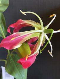 Gloriosa Pink 90