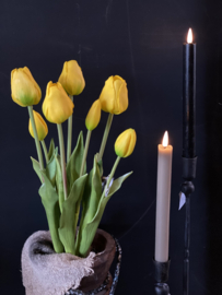 Tulpen Yellow